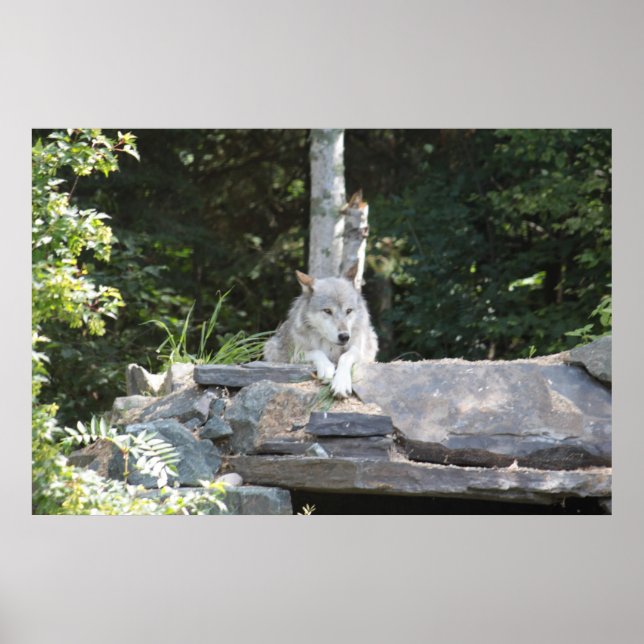 Poster Um Lobo de Madeira no Descanso. (Frente)