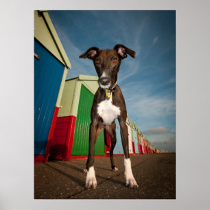 Póster Um Lurcher que está na frente de algumas cabanas