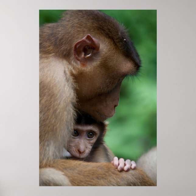Poster Um Macaco Bebê e é a Mãe (Frente)