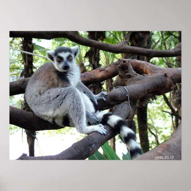 Poster Um macaco-cauda-anel numa árvore (Frente)