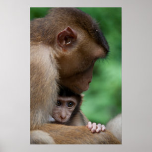 Poster Um Macaque e do bebê são mãe