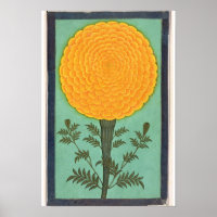 Um Marigold, do Pequeno Álbum Clive