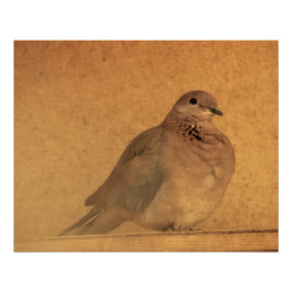 Póster Um Momento Inocente