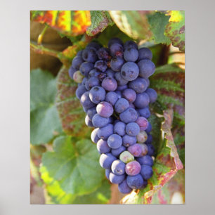 Poster Um monte de uva Pinot Noir em um Chambertin