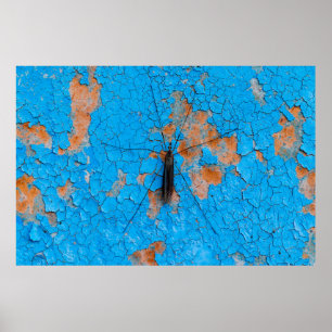 Poster Um mosquito grande se senta em uma parede azul-rac
