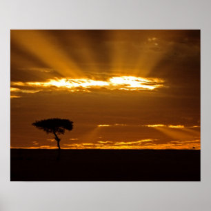 Poster Um nascer do sol com a boca aberta no Maasai Mara