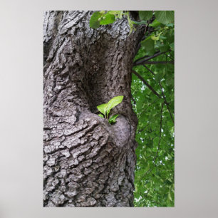 Poster Um novo galho