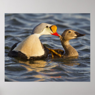 Poster Um par de êideres de cortejo do rei em uma tundra