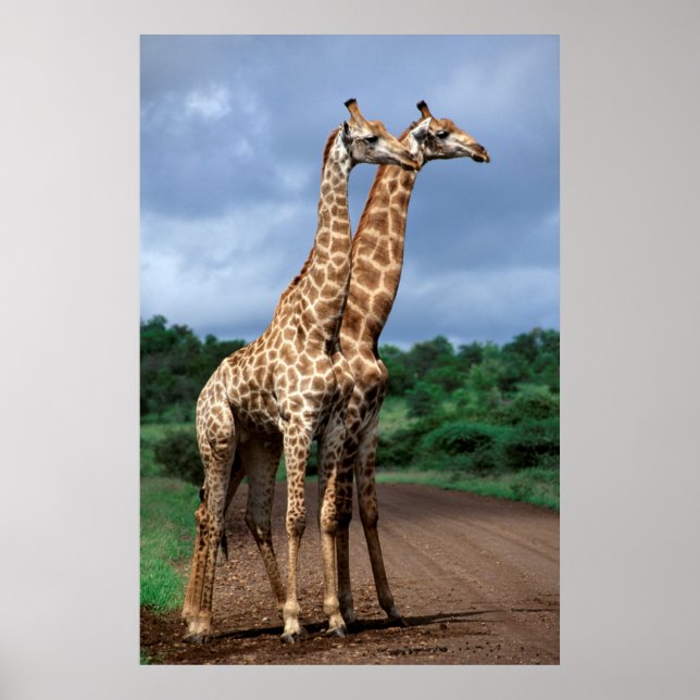 Póster Um Par De Girafas Na Estrada, Nacional Kruger (Frente)