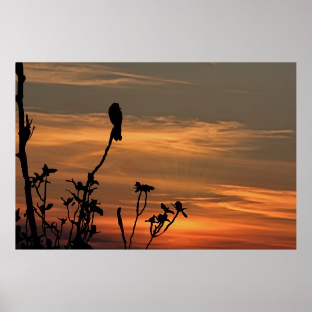 Poster um pássaro na árvore ao pôr do sol (Frente)