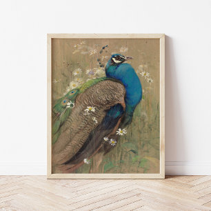 Poster Um Pavão e Margueritas   Edwin John Alexander