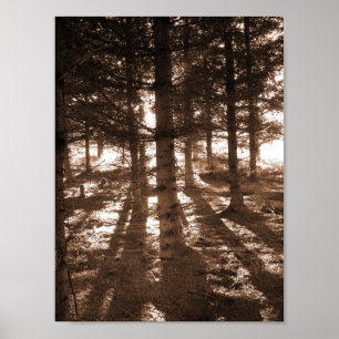 Poster Um pôr do sol na tela da floresta