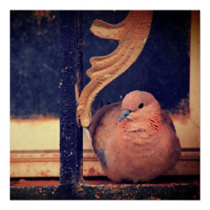 Póster Um Pouco De Fluff