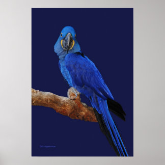 Póster Um Príncipe De Parrots