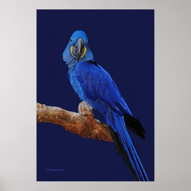 Póster Um Príncipe De Parrots (Frente)