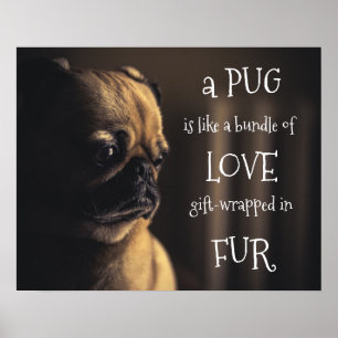 Poster Um Pug É Um Pacote De Presentes De Pele.