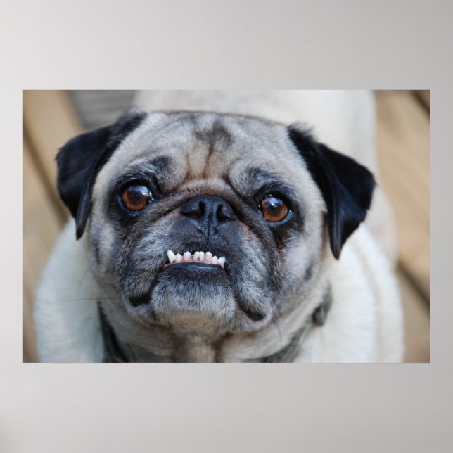 Póster Um Pug Sorridente (Frente)