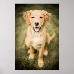 Póster Um retrato de um filhote de cachorro do golden