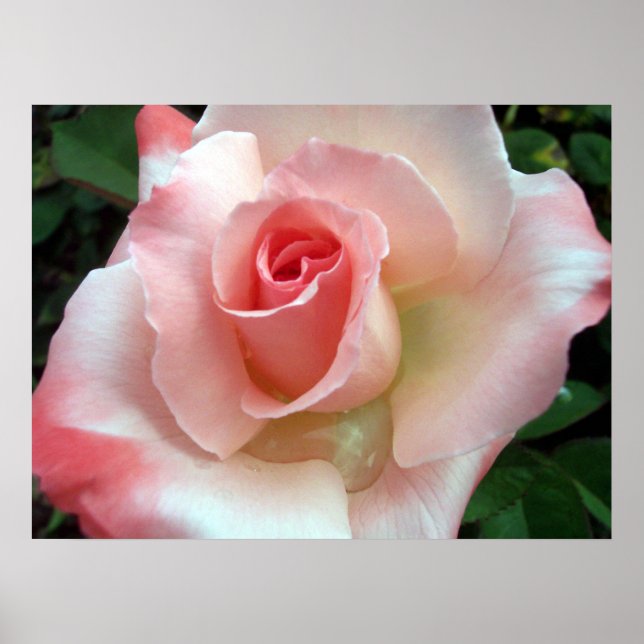 Poster Um rosa por qualquer outro nome. (Frente)