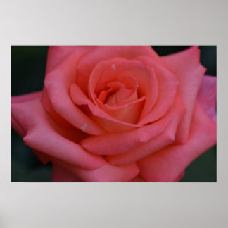 Póster Um Rosa Por Qualquer Outro Nome
