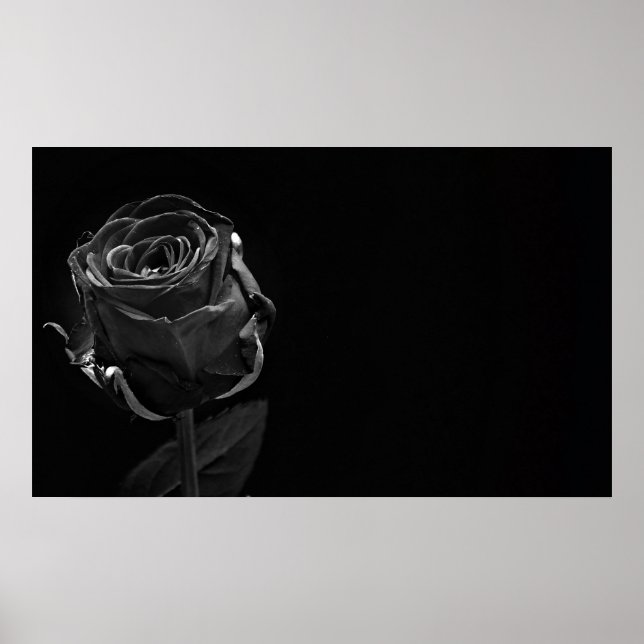 Poster Um Rosa preto Solteiro (Frente)