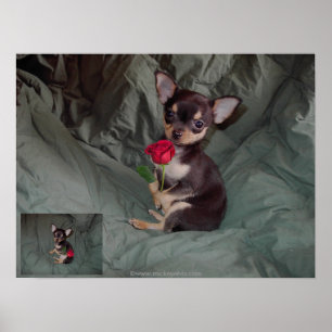 Poster Um Rosa segurando uma rosa vermelha