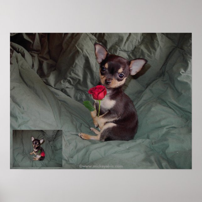 Poster Um Rosa segurando uma rosa vermelha (Frente)