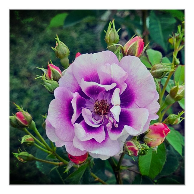 Póster Um rosa violeta (Frente)