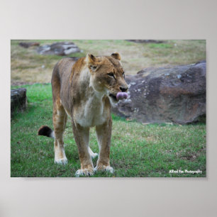 Poster Um Sabor do Selvagem