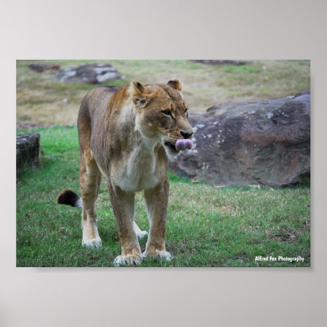Poster Um Sabor do Selvagem (Frente)