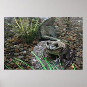 Poster Um sapo feliz