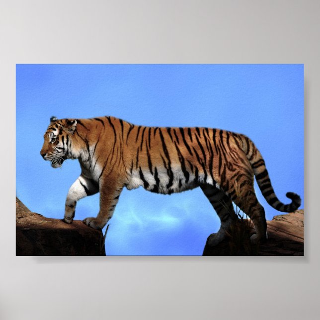 Póster Um sucesso dos tigres (Frente)