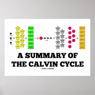 Poster Um sumário do ciclo de Calvin (fotossíntese)