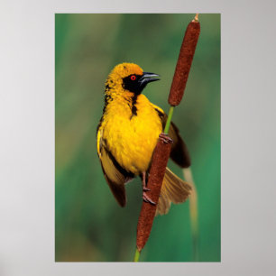 Poster Um tecelão da vila que chama quando empoleirado e