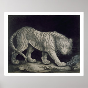 Poster Um tigre Prowling (lápis no papel)