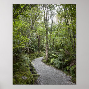 Poster Um trajeto através de uma floresta tropical na