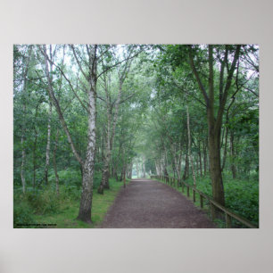 Poster Um trajeto de floresta de Sherwood