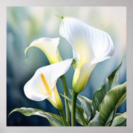 Poster Um único lírio calla elegante.