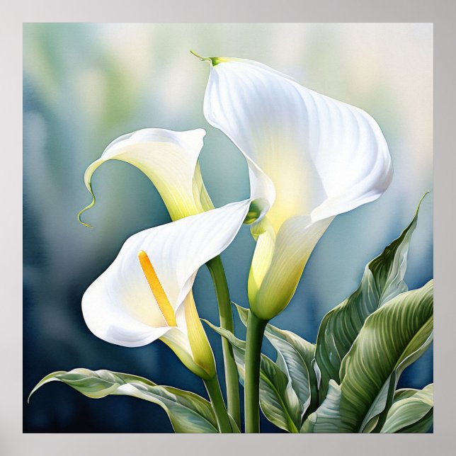 Poster Um único lírio calla elegante. (Frente)