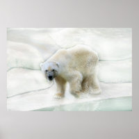Um urso polar frio