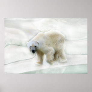 Poster Um urso polar frio