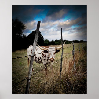 Póster Um verdadeiro Texas Longhorn