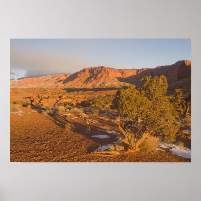 Poster Um zimbro de Utah (Juniperus osteosperma), árvore  (Frente)