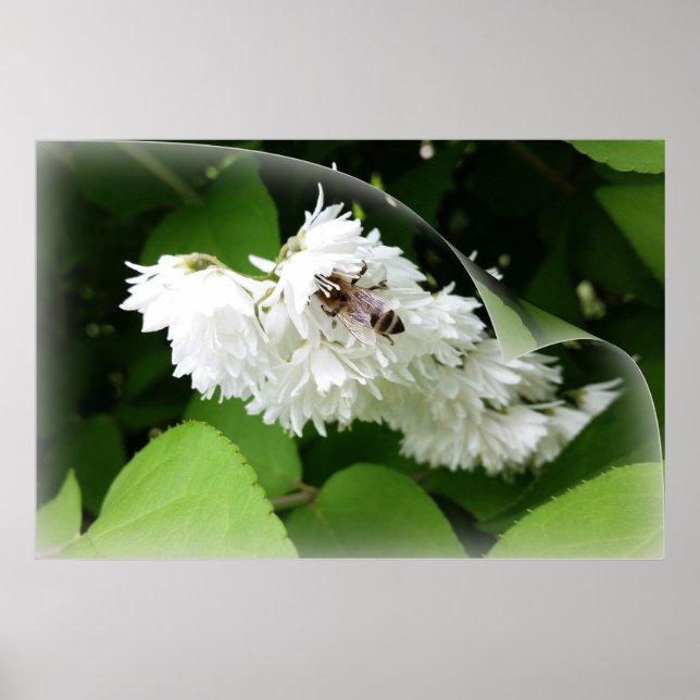 Poster Uma abelha em uma página (Frente)