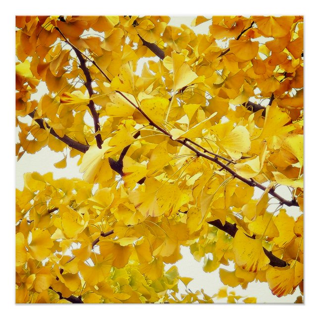 Póster uma árvore de ginkgo que abraça o outono (Frente)