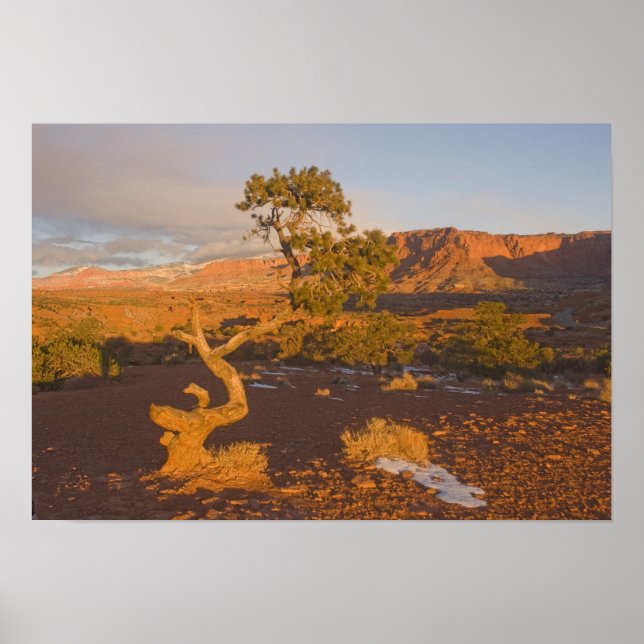 Póster Uma árvore de Juniperus osteosperma em (Frente)