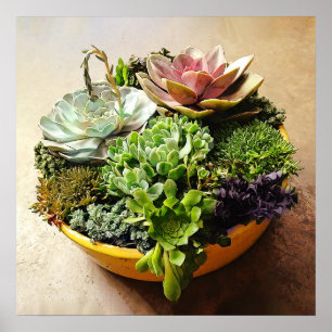 Póster Uma bacia de salada de Succulents