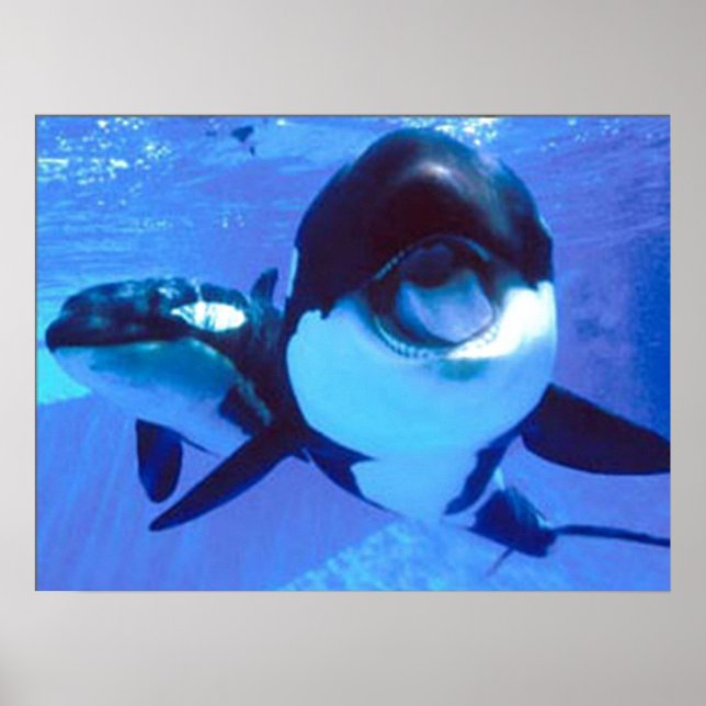 Póster Uma baleia de um tempo (Frente)