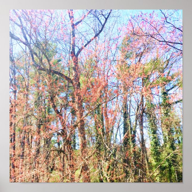 Poster Uma bela cena florestal em primavera (Frente)