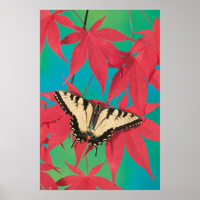 Poster Uma borboleta canadense Tigre Swallowtail (Frente)